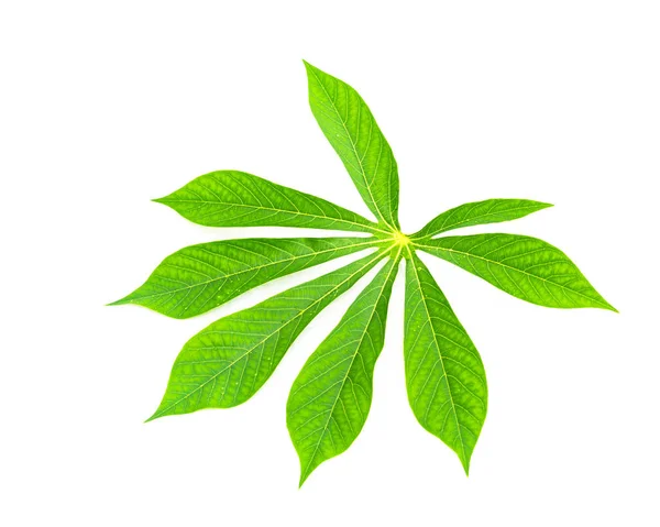Blízká jedna kasava nebo Manihot esculenta list izolovaný na bílém — Stock fotografie