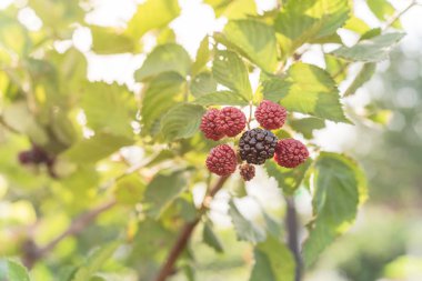 Texas, Amerika 'da ağaçta büyüyen organik olgun ve olgunlaşmamış böğürtlen grubu