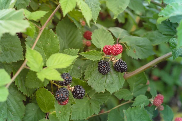 Group of organic ripe and unripe blackberries growing on tree in Texas, America — Stock Image Group of organic ripe and unripe blackberries growing on tree in Texas, America Royalty Free Stock Photos