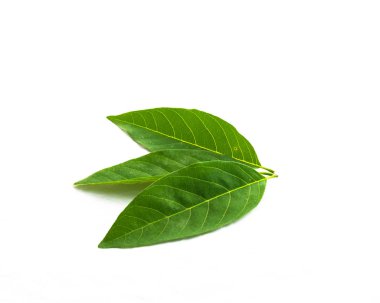 Stüdyo çekim üç taze yeşil şeker-elma beyaz izole yaprakları