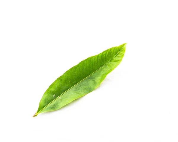 Крупный план одиночный Ochna integerrima Hoa Mai лист изолирован на белом — стоковое фото
