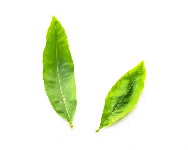 Top view two Ochna integerrima Hoa Mai leaves isolated on white — Stock Photo, Image