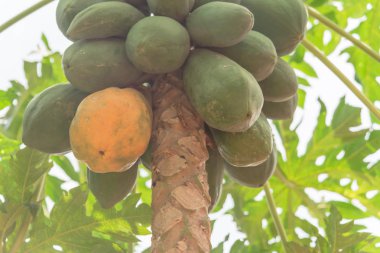 Yeşil bir, benzersiz bir grup olgun papaya görünümü arıyorsunuz