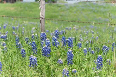 Texas, Amerika kırsal rustik çelik kablolu çit boyunca Bluebonnet alanları