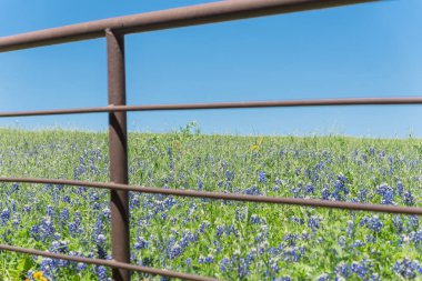 Texas, Amerika kırsal rustik çit boyunca Blossom bluebonnet alanları