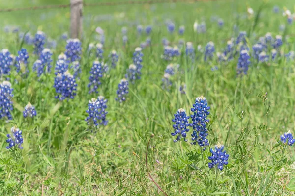 Bluebonnet velden langs rustieke stalen Wired hek op het platteland van Texas, Amerika — Stockfoto