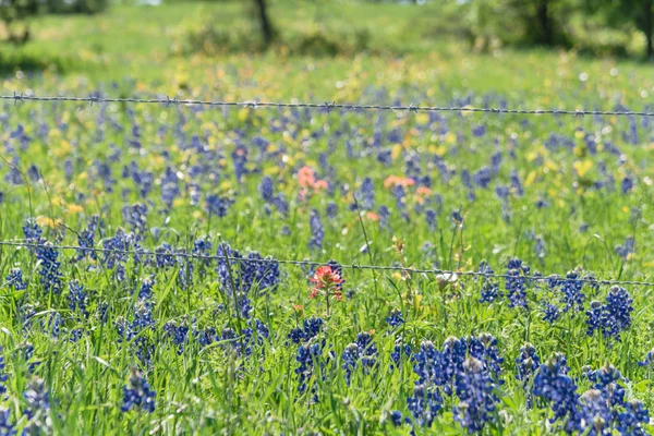 Bluebonnet velden langs rustieke stalen Wired hek op het platteland van Texas, Amerika — Stockfoto