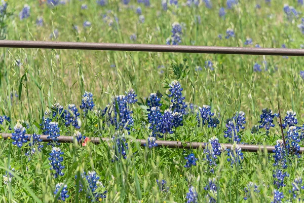 Blossom Bluebonnet Fields längs rustika staket i landsbygden i Texas, America — Stockfoto