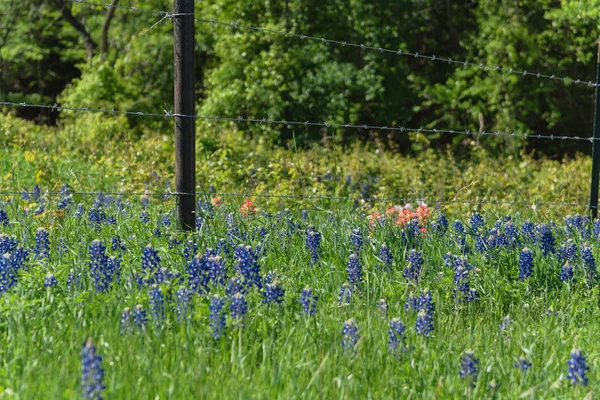 Bluebonnet-Felder entlang rustikalem Stahldrahtzaun in der Landschaft von Texas, Amerika — Stockfoto
