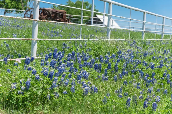 Hermosos campos de bluebonnet a lo largo de la cerca blanca rústica en el campo de Texas, Estados Unidos — Foto de Stock