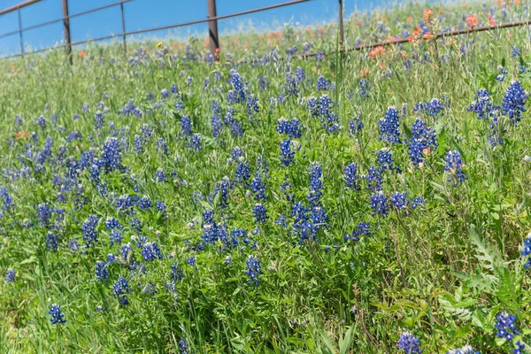 Bluebonnet Fields längs rustik ståltråd staket i landsbygden i Texas, Amerika — Stockfoto