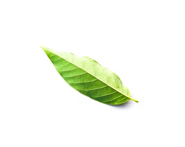 Yakın çekim bir taze yeşil muhallebi elma yaprak beyaz