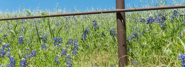 Campos panorámicos de bluebonnet en flor a lo largo de una cerca rústica en el campo de Texas, América — Foto de Stock