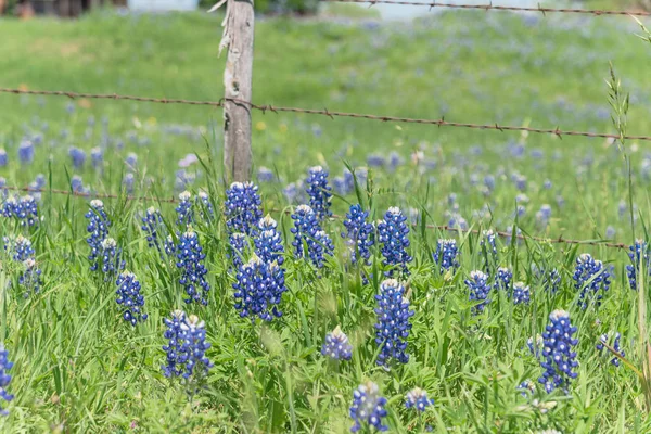 Bluebonnet Fields längs rustik ståltråd staket i landsbygden i Texas, Amerika — Stockfoto