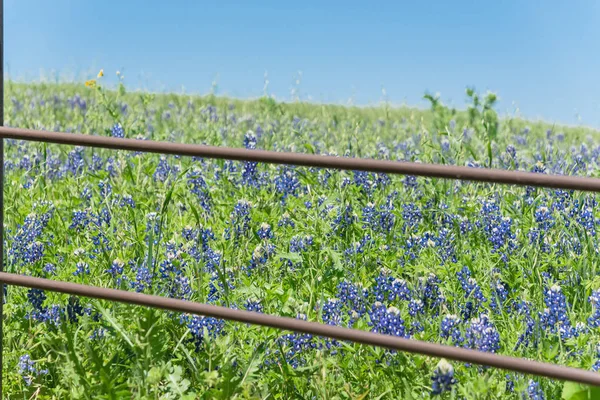 Blossom bluebonnet campos a lo largo de la cerca rústica en el campo de Texas, América — Foto de Stock