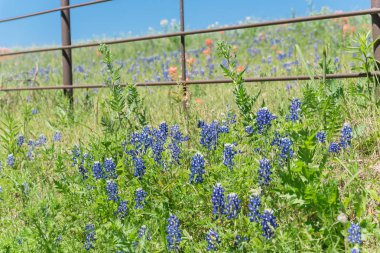 Texas, Amerika kırsal rustik çit boyunca Blossom bluebonnet alanları
