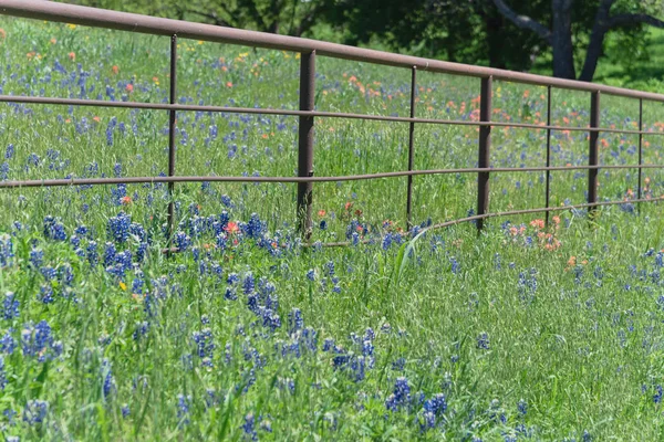 Blossom Bluebonnet velden langs rustieke hek op het platteland van Texas, Amerika — Stockfoto
