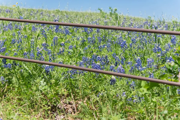 Blossom Bluebonnet Fields längs rustika staket i landsbygden i Texas, America — Stockfoto