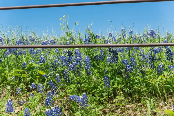 Blossom Bluebonnet velden langs rustieke hek op het platteland van Texas, Amerika — Stockfoto