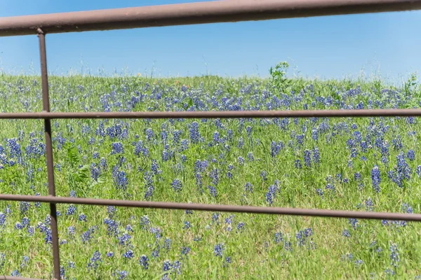 Blossom bluebonnet campos a lo largo de la cerca rústica en el campo de Texas, América — Foto de Stock