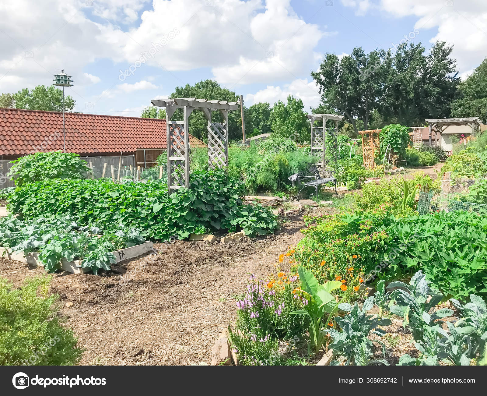 Urban Growing Community Garden With Green Mature Crops Near Dallas