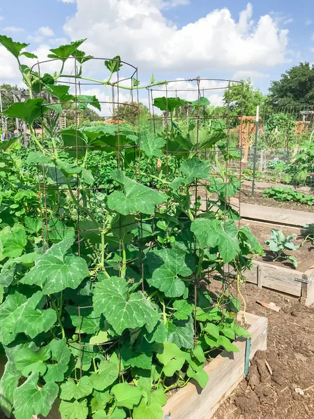 Urban growing community garden with green mature crops near Dallas, Texas