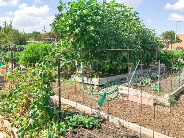 Jardín comunitario de cultivo urbano con cultivos verdes maduros cerca de Dallas, Texas — Foto de Stock