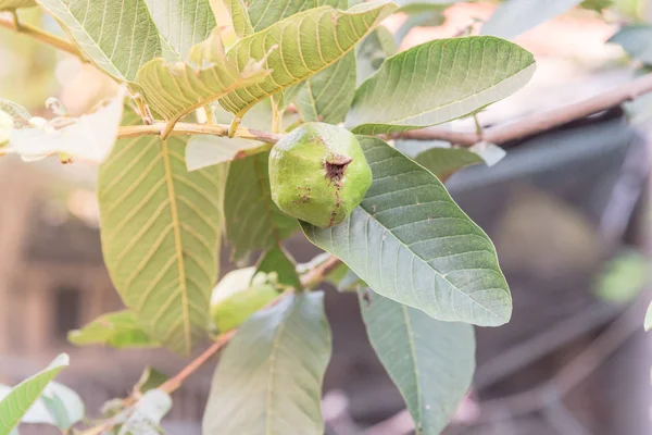 Una guayaba verde colgando de una rama de árbol en el jardín casero en Vietnam — Foto de Stock