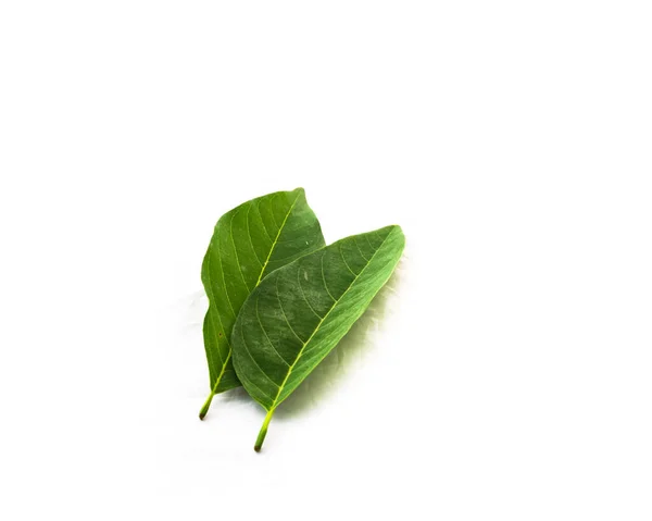 Visão superior duas folhas verdes frescas de maçã-açúcar isoladas em branco — Fotografia de Stock
