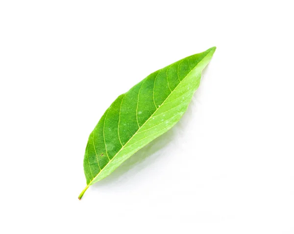 Close-up one fresh green custard apple leaf isolated on white — Stock Photo, Image