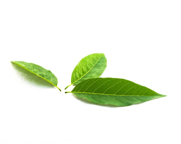 Estúdio tiro três folhas de maçã-açúcar verde fresco isolado em branco — Fotografia de Stock