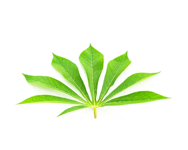 Close-up única mandioca ou Manihot esculenta folha isolada em branco — Fotografia de Stock