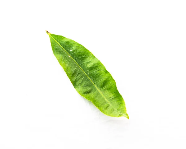 Nahaufnahme von oben einzelne ochna integerrima hoa mai leaf isoliert auf weiß — Stockfoto