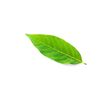 Yakın çekim bir taze yeşil muhallebi elma yaprak beyaz