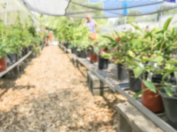Dallas bitki satışı geç yaz olay bulanık arka plan müşteri alışveriş — Stok fotoğraf