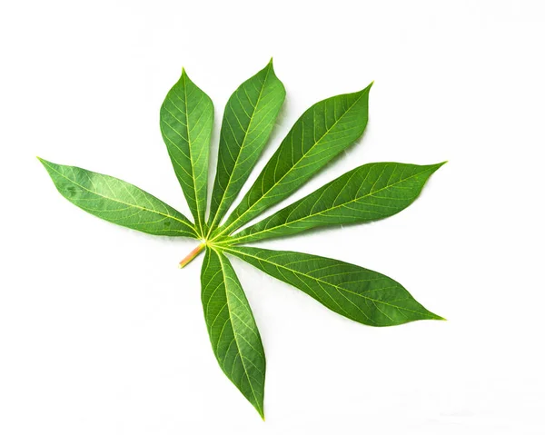 Blízká jedna kasava nebo Manihot esculenta list izolovaný na bílém — Stock fotografie