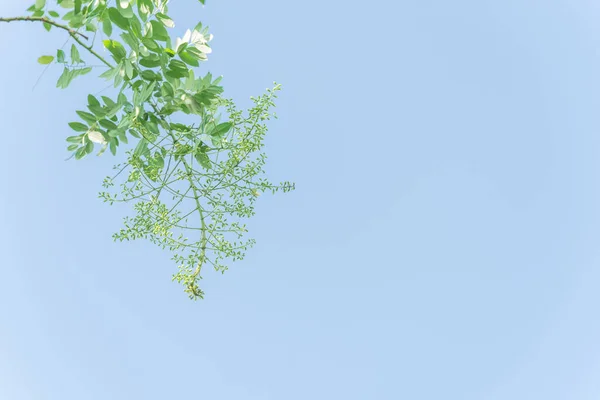 Floração Sophora japonica flor na árvore close-up sob o céu azul no Vietnã — Fotografia de Stock