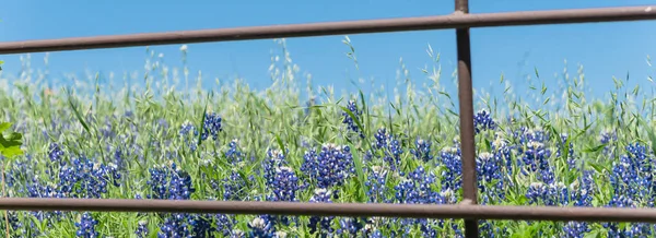 Panoramische bloesem Bluebonnet velden langs rustieke hek op het platteland van Texas, Amerika — Stockfoto