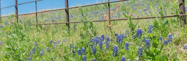 Texas, Amerika kırsal rustik çit boyunca Panoramik çiçek bluebonnet alanları