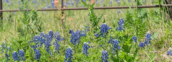 Panoramische blühen bluebonnet fields entlang rustikalem zaun in der landschaft von texas, amerika — Stockfoto