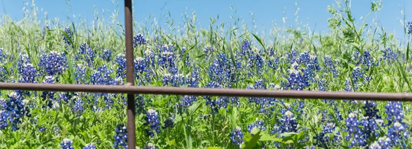 Panoramische bloesem Bluebonnet velden langs rustieke hek op het platteland van Texas, Amerika — Stockfoto