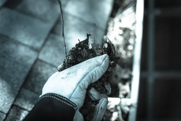 Close-up hand in gloves cleaning dried leaves from gutter in America