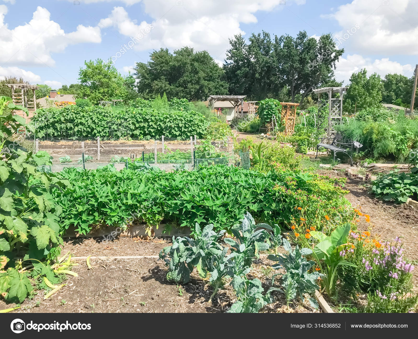 Urban Growing Community Garden With Green Mature Crops Near Dallas