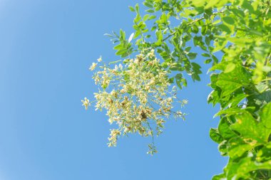 Vietnam'da mavi gökyüzü altında ağaç yakın çekim üzerinde Blooming Sophora japonica çiçek