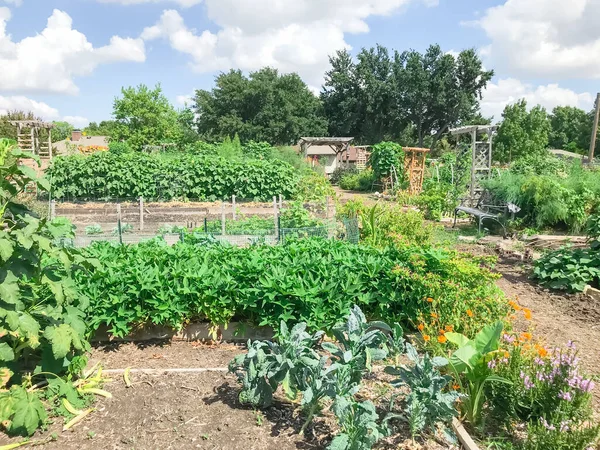 Urban growing community garden with green mature crops near Dallas, Texas