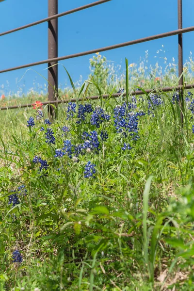 Blühen bluebonnet fields entlang rustikalem zaun in der landschaft texas, amerika — Stockfoto