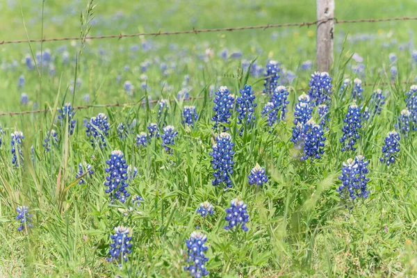 Bluebonnet velden langs rustieke stalen Wired hek op het platteland van Texas, Amerika — Stockfoto
