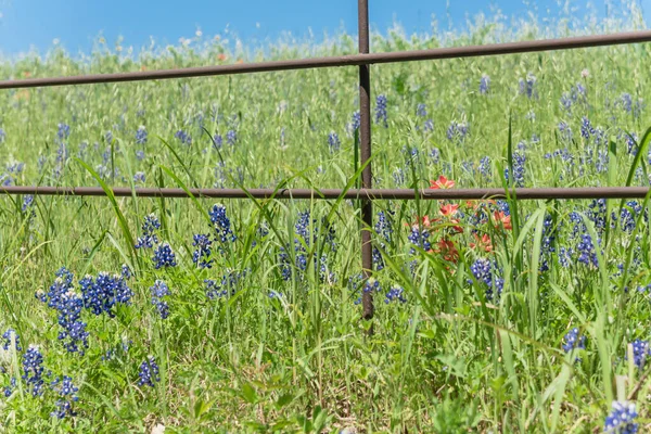 Blossom Bluebonnet Fields längs rustika staket i landsbygden i Texas, America — Stockfoto