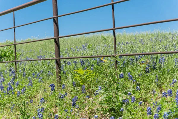 Blossom bluebonnet campos a lo largo de la cerca rústica en el campo de Texas, América — Foto de Stock