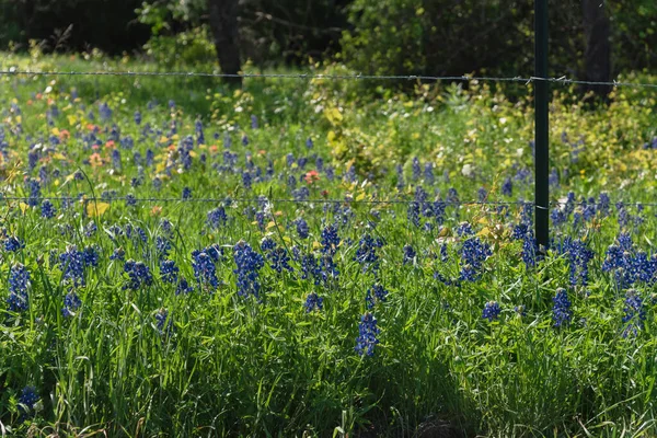 Bluebonnet fields along rustic steel wired fence in countryside of Texas, America — Stock Photo, Image